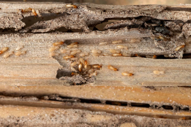 Best Pest Prevention Services  in Waverly, IA